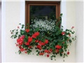 Pelargonije